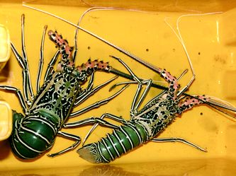 Frische Languste Frische Languste