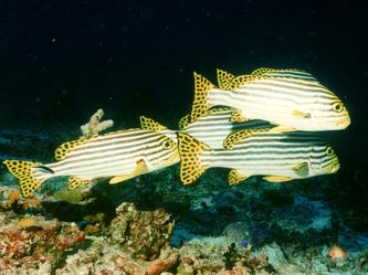 MAALHOS THILA: Süßlippenfische MAALHOS THILA: Süßlippenfische