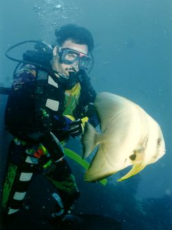 Fledermausfisch Fledermausfisch