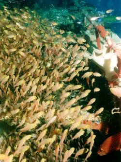 Glasfische in FESDU Wrack Glasfische in FESDU Wrack