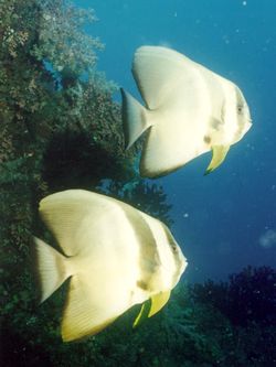 KUDARAH THILA: Fledermausfische KUDARAH THILA: Fledermausfische