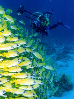 KUDARAH THILA: Karl mit einem Schwarm Gelbstreifen Füsiliere KUDARAH THILA: Karl mit einem Schwarm Gelbstreifen Füsiliere