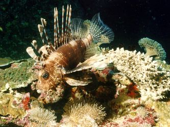 TOM THILA: Rotfeuerfisch TOM THILA: Rotfeuerfisch