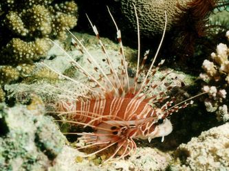 TOM THILA: Rotfeuerfisch TOM THILA: Rotfeuerfisch