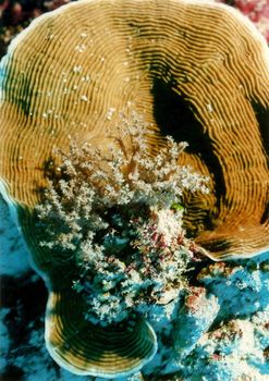 Brautstrauß Brautstrauß