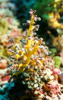 Weichkoralle Weichkoralle