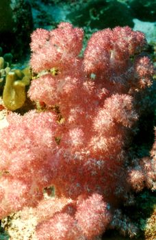 Rosa Weichkoralle Rosa Weichkoralle