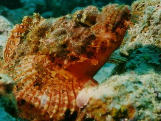 Drachenkopf Drachenkopf