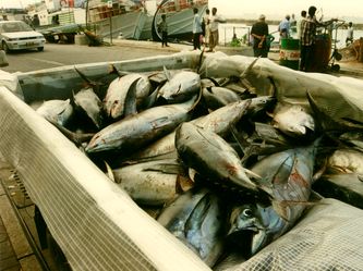 Thunfische Thunfische